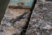 DPPhotography - Andalucia - Geniez's wall lizard, Podarcis virescens - H