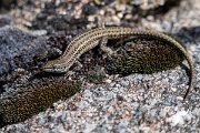DPPhotography - Extremadura - Guadarrama wall lizard - A