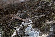 DPPhotography - Extremadura - Guadarrama wall lizard - D
