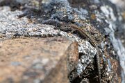 DPPhotography - Extremadura - Guadarrama wall lizard - E
