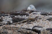 DPPhotography - Extremadura - Guadarrama wall lizard - F