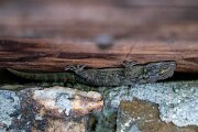 DPPhotography - Extremadura - Moorish gecko - A