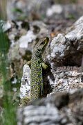 DPPhotography - Extremadura - Ocellated lizard - C