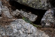 DPPhotography - Extremadura - Ocellated lizard - D