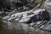 DPPhotography - Extremadura - Spanish pond-turtle - B