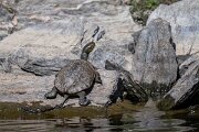 DPPhotography - Extremadura - Spanish pond-turtle - E