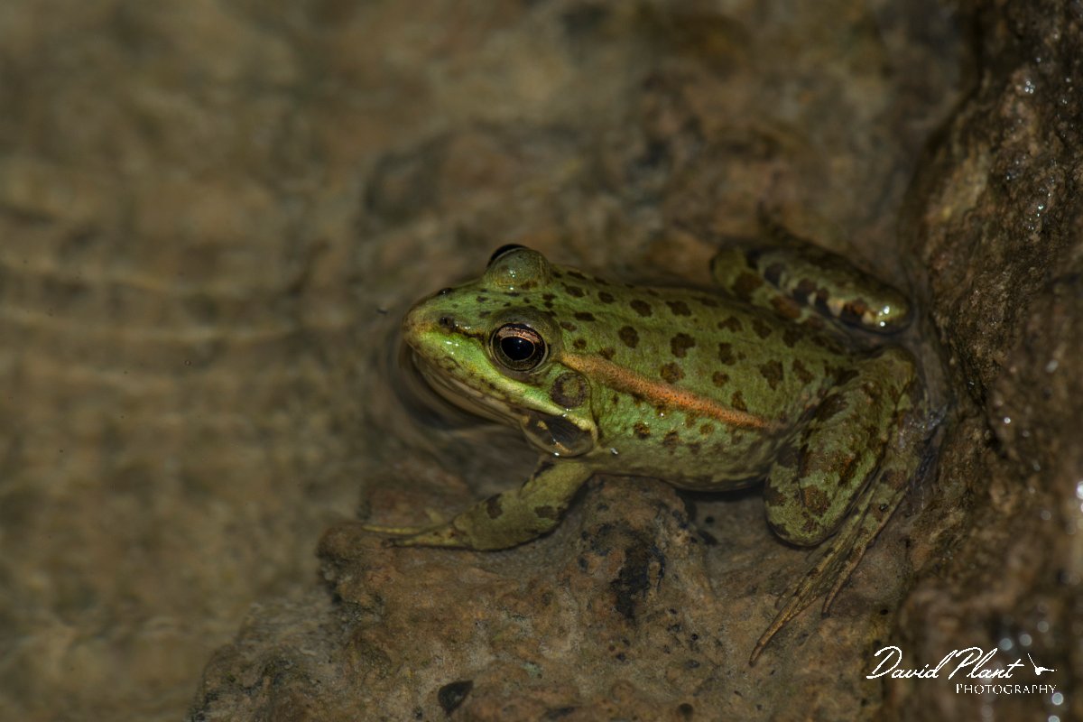 DPPhotography - Mallorca - Iberian water frog - C.jpg - Iberian water frog - Torrent de Mortitx, Mallorca