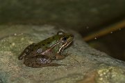 DPPhotography - Mallorca - Iberian water frog - B