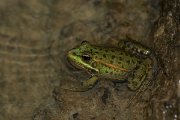 DPPhotography - Mallorca - Iberian water frog - C