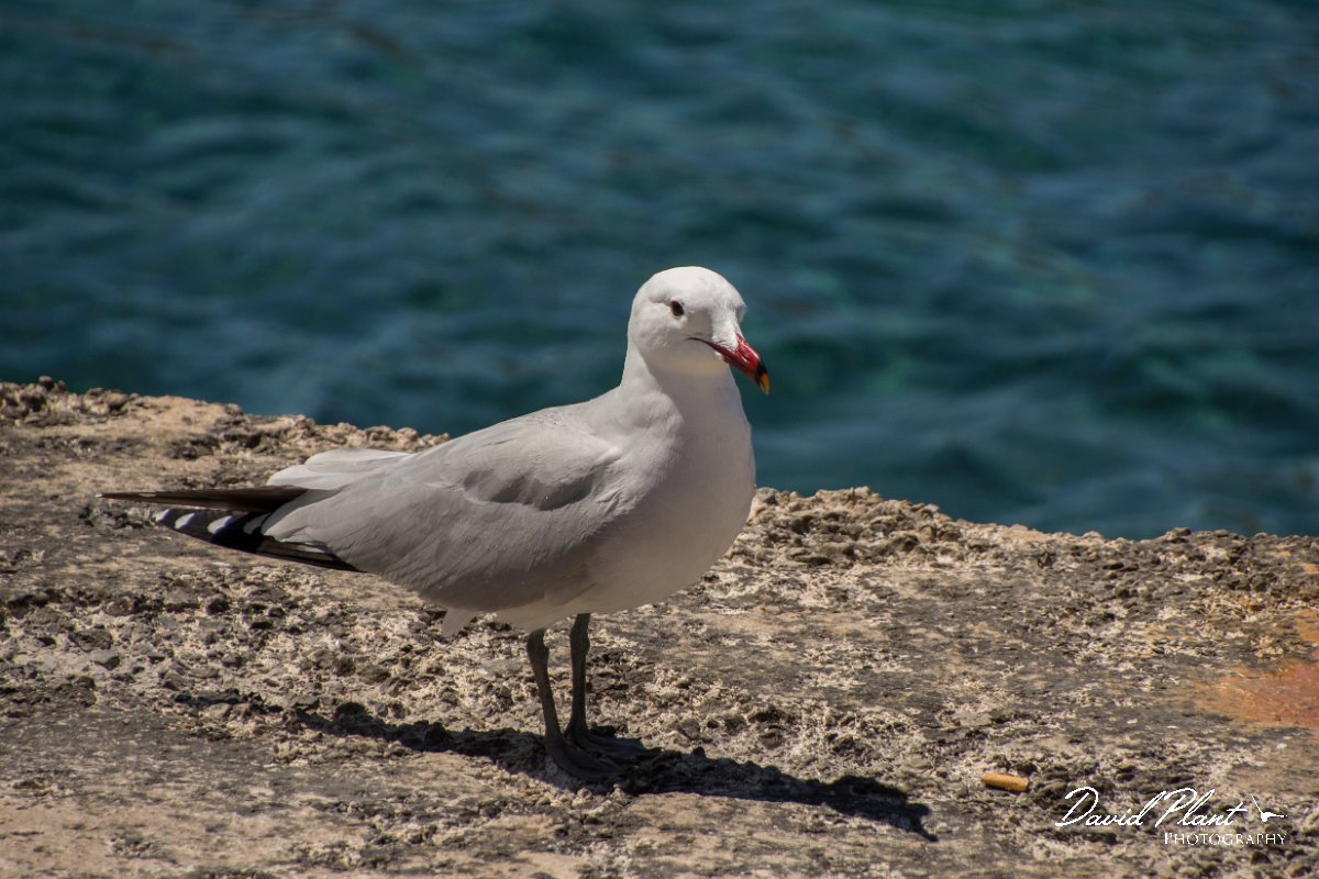 DPPhotography - Mallorca - Audouin's gull - C.jpg - Audouin's gull - Sant Elm, Mallorca