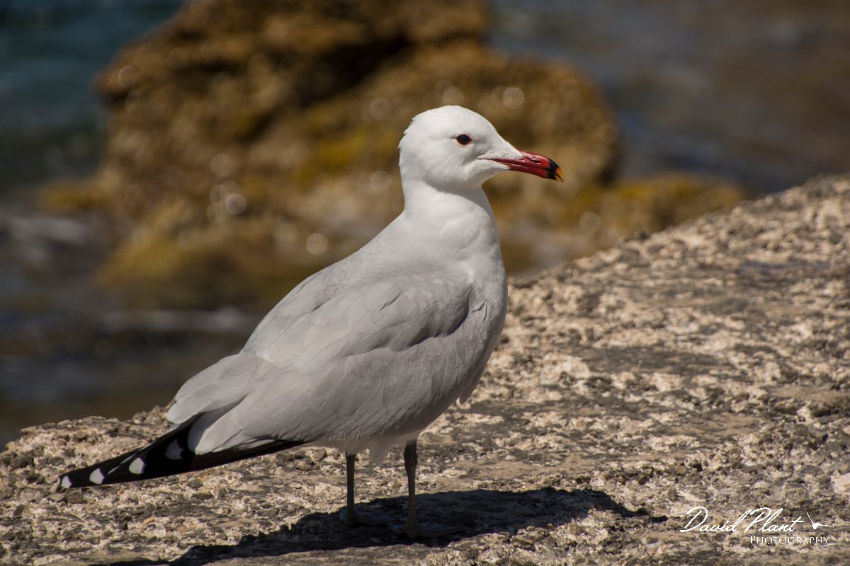 DPPhotography - Mallorca - Audouin's gull - D.jpg - Audouin's gull - Sant Elm, Mallorca