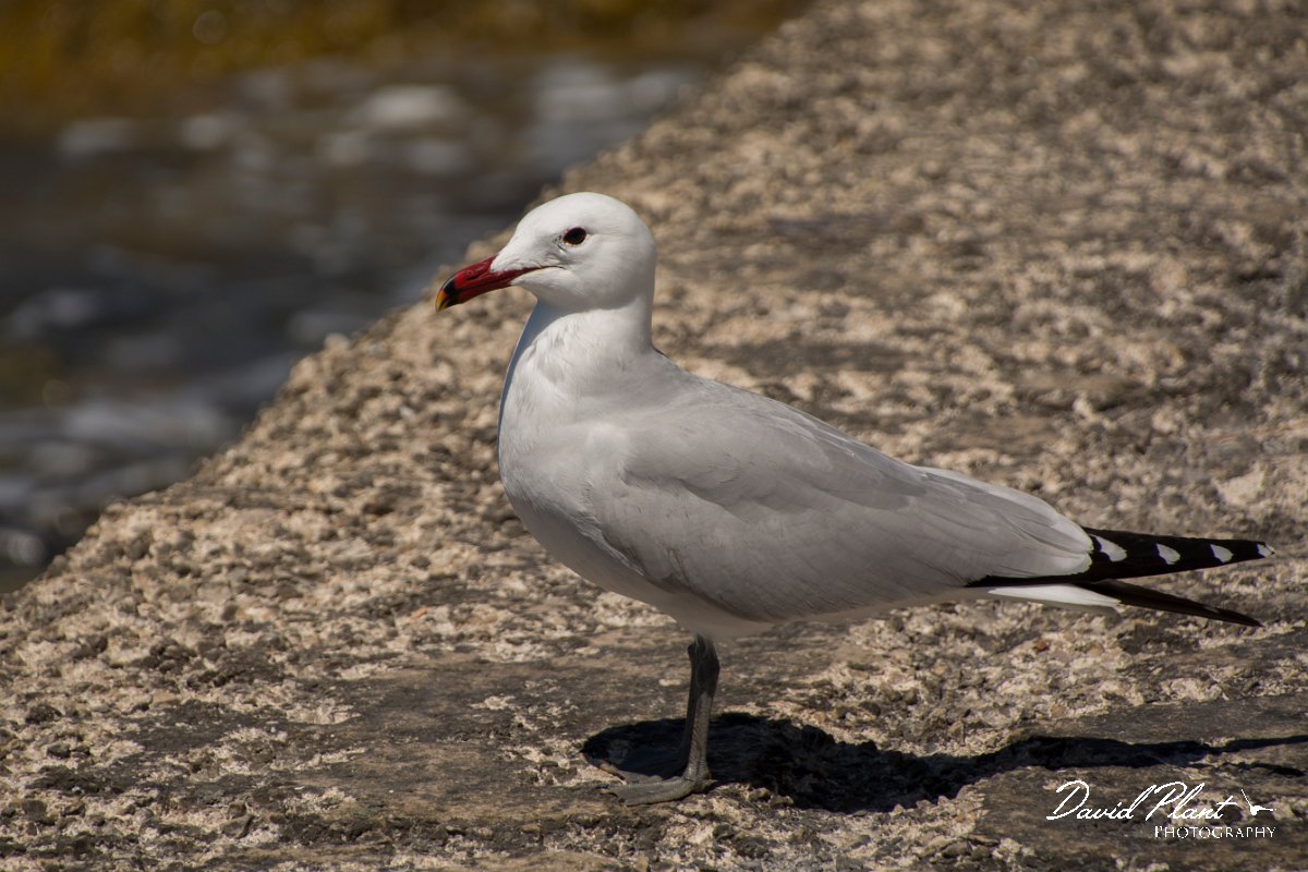 DPPhotography - Mallorca - Audouin's gull - E.jpg - Audouin's gull - Sant Elm, Mallorca