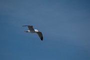 DPPhotography - Mallorca - Audouin's gull - B