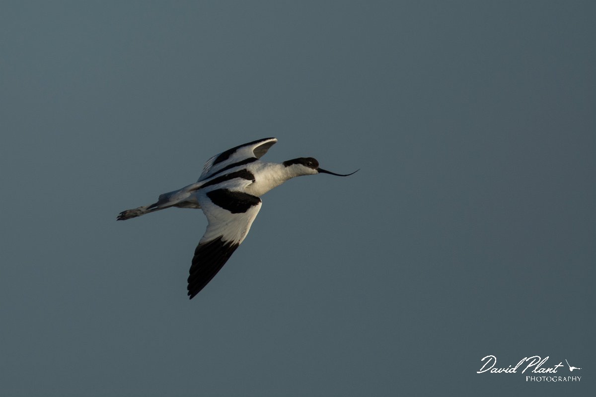DPPhotography - Mallorca - Avocet - B.jpg - Avocet - s'Albufera, Mallorca