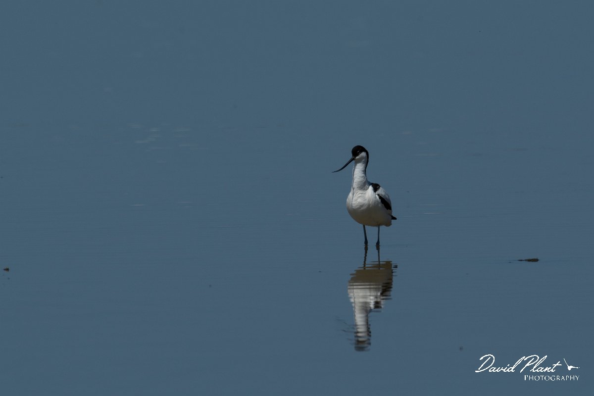 DPPhotography - Mallorca - Avocet - C.jpg - Avocet - s'Albufera, Mallorca