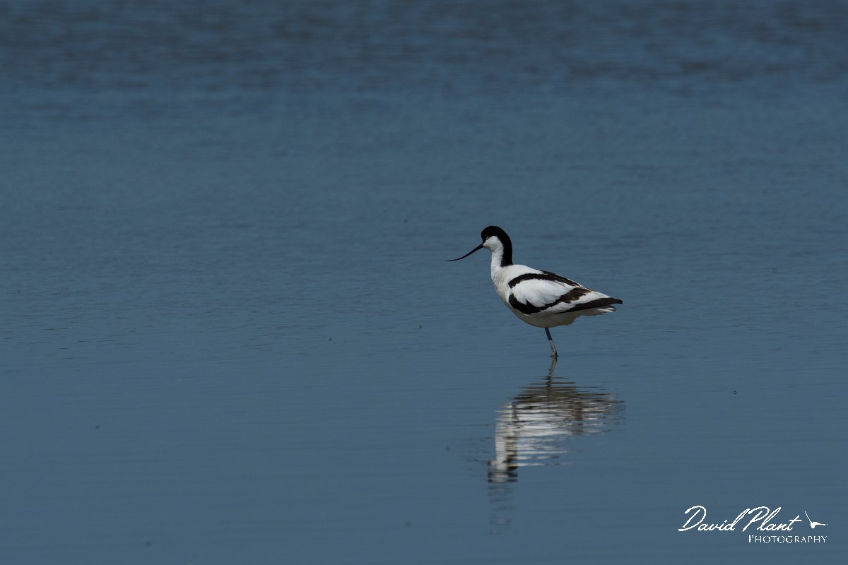 DPPhotography - Mallorca - Avocet - D.jpg - Avocet - s'Albufera, Mallorca