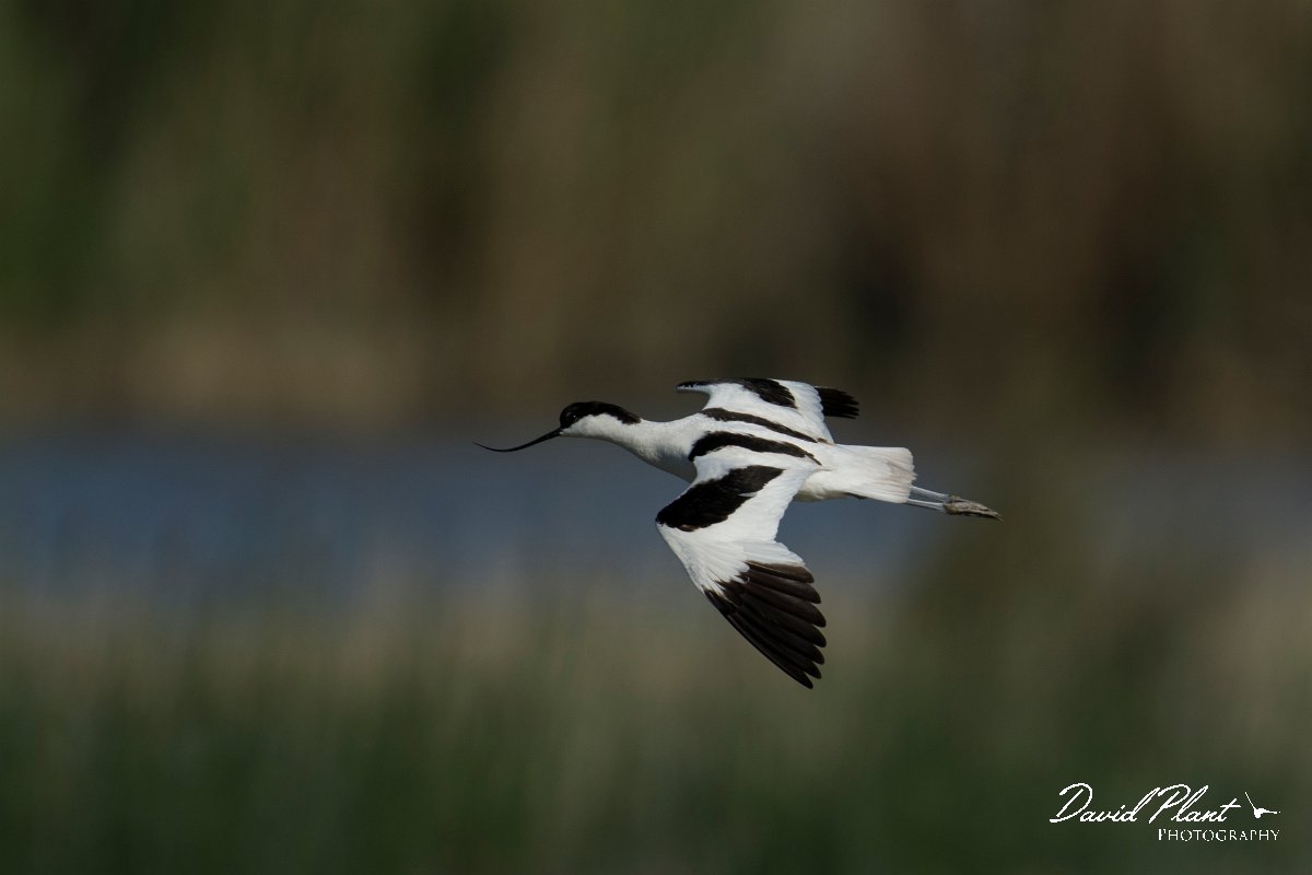 DPPhotography - Mallorca - Avocet - E.jpg - Avocet - s'Albufera, Mallorca