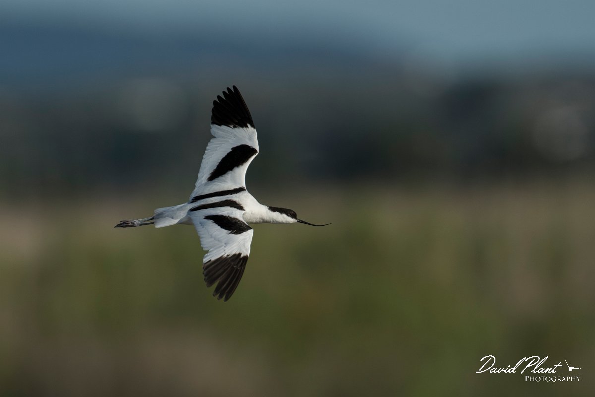 DPPhotography - Mallorca - Avocet - F.jpg - Avocet - s'Albufera, Mallorca