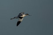 DPPhotography - Mallorca - Avocet - B