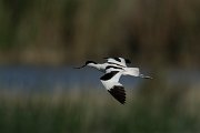 DPPhotography - Mallorca - Avocet - E
