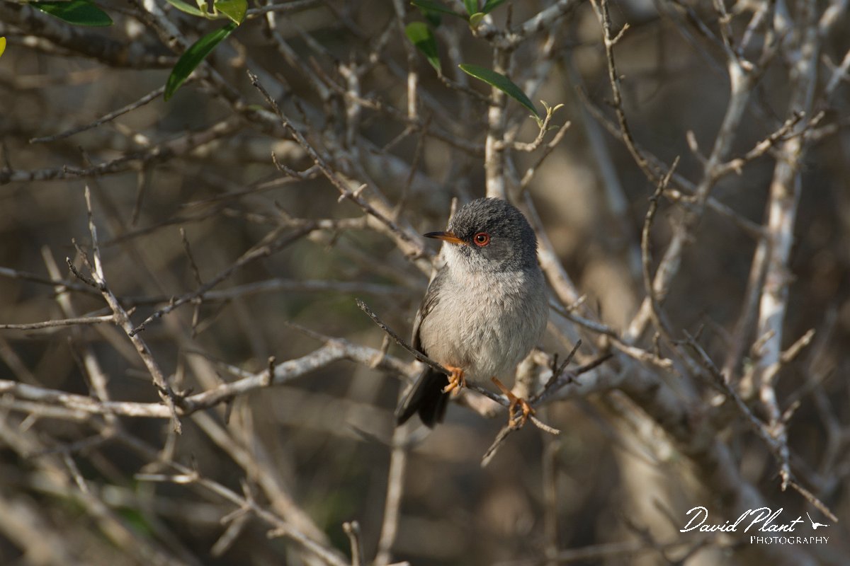 DPPhotography - Mallorca - Balearic warbler - A.jpg - Balearic warbler - Cap Blanc, Mallorca