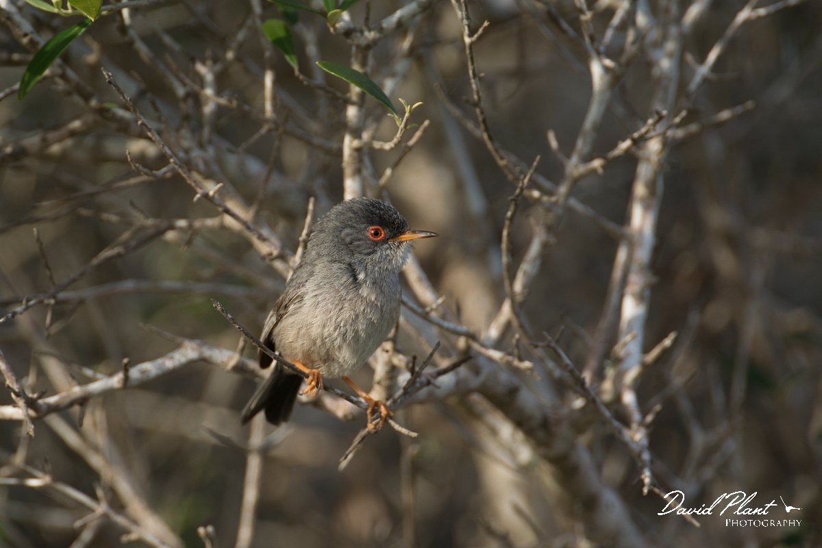 DPPhotography - Mallorca - Balearic warbler - B.jpg - Balearic warbler - Cap Blanc, Mallorca