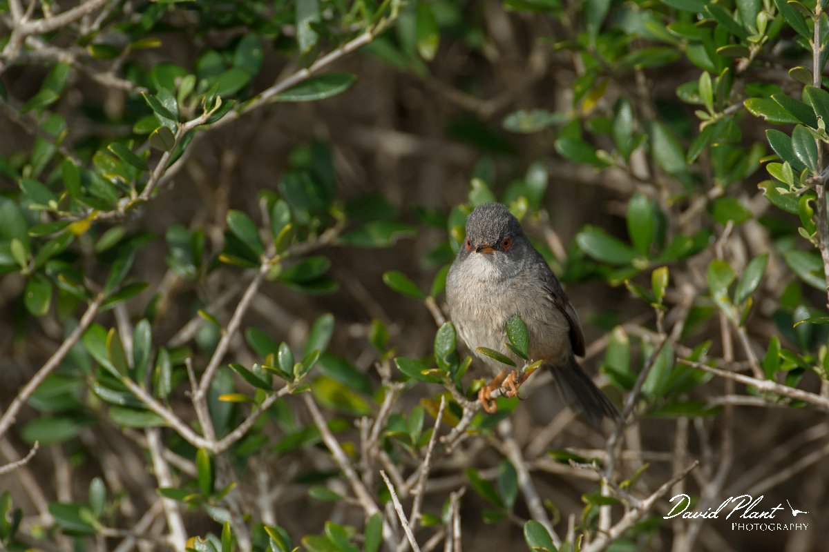 DPPhotography - Mallorca - Balearic warbler - E.jpg - Balearic warbler - Cap Blanc, Mallorca