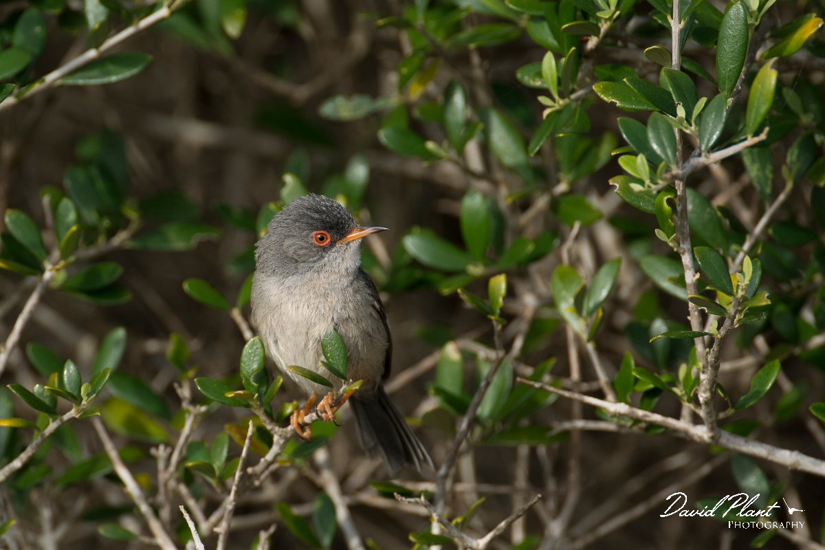 DPPhotography - Mallorca - Balearic warbler - F.jpg - Balearic warbler - Cap Blanc, Mallorca
