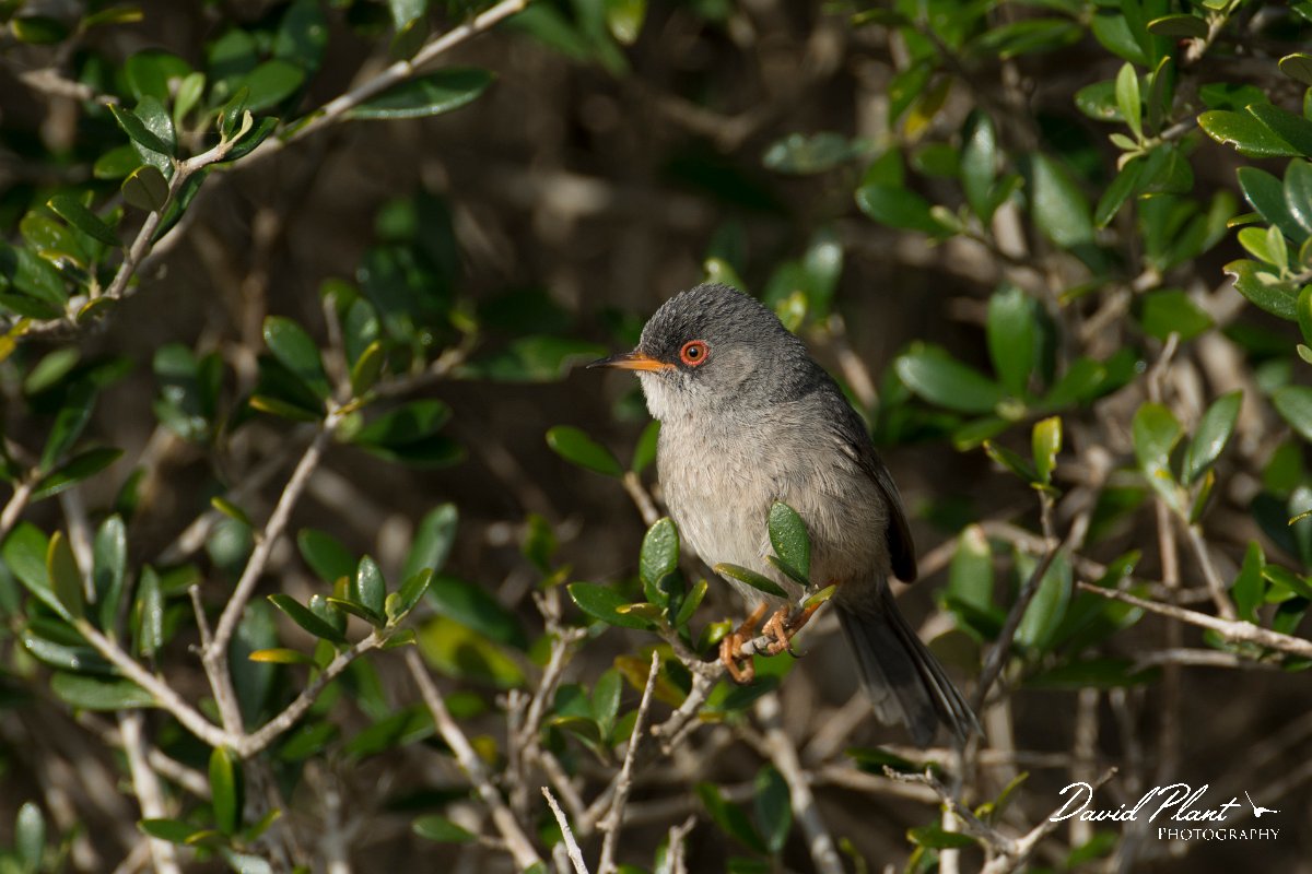 DPPhotography - Mallorca - Balearic warbler - G.jpg - Balearic warbler - Cap Blanc, Mallorca