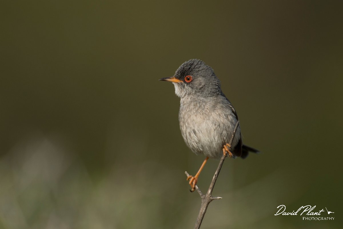 DPPhotography - Mallorca - Balearic warbler - K.jpg - Balearic warbler - Cap Blanc, Mallorca