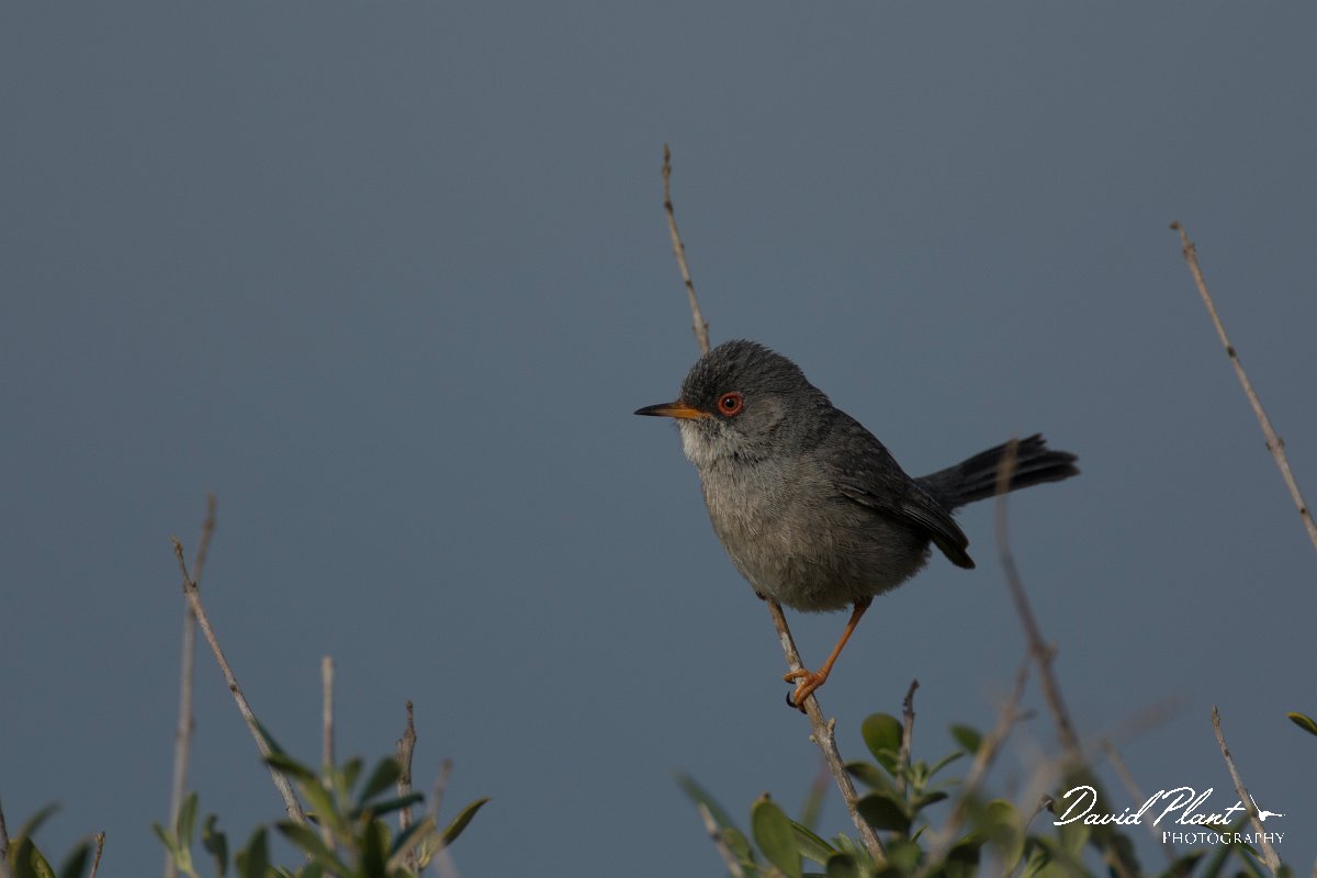 DPPhotography - Mallorca - Balearic warbler - L.jpg - Balearic warbler - Cap Blanc, Mallorca
