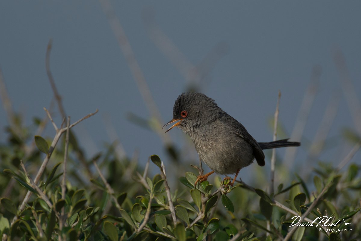 DPPhotography - Mallorca - Balearic warbler - M.jpg - Balearic warbler - Cap Blanc, Mallorca
