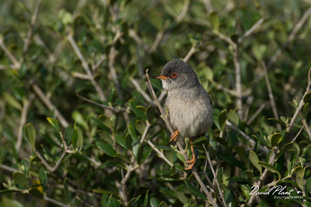 DPPhotography - Mallorca - Balearic warbler - P.jpg - Balearic warbler - Cap Blanc, Mallorca
