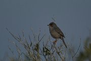 DPPhotography - Mallorca - Balearic warbler - C