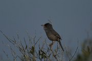 DPPhotography - Mallorca - Balearic warbler - D