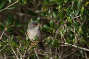 DPPhotography - Mallorca - Balearic warbler - F
