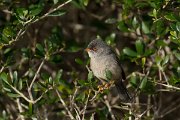 DPPhotography - Mallorca - Balearic warbler - G