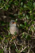 DPPhotography - Mallorca - Balearic warbler - H