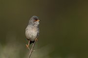 DPPhotography - Mallorca - Balearic warbler - J