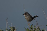 DPPhotography - Mallorca - Balearic warbler - L