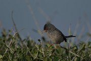 DPPhotography - Mallorca - Balearic warbler - M