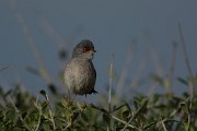 DPPhotography - Mallorca - Balearic warbler - O