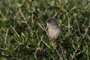 DPPhotography - Mallorca - Balearic warbler - P