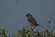 DPPhotography - Mallorca - Balearic warbler - Q