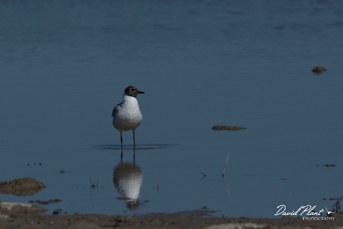 DPPhotography - Mallorca - Black-headed gull - B.jpg - Black-headed gull - s'Albufera, Mallorca
