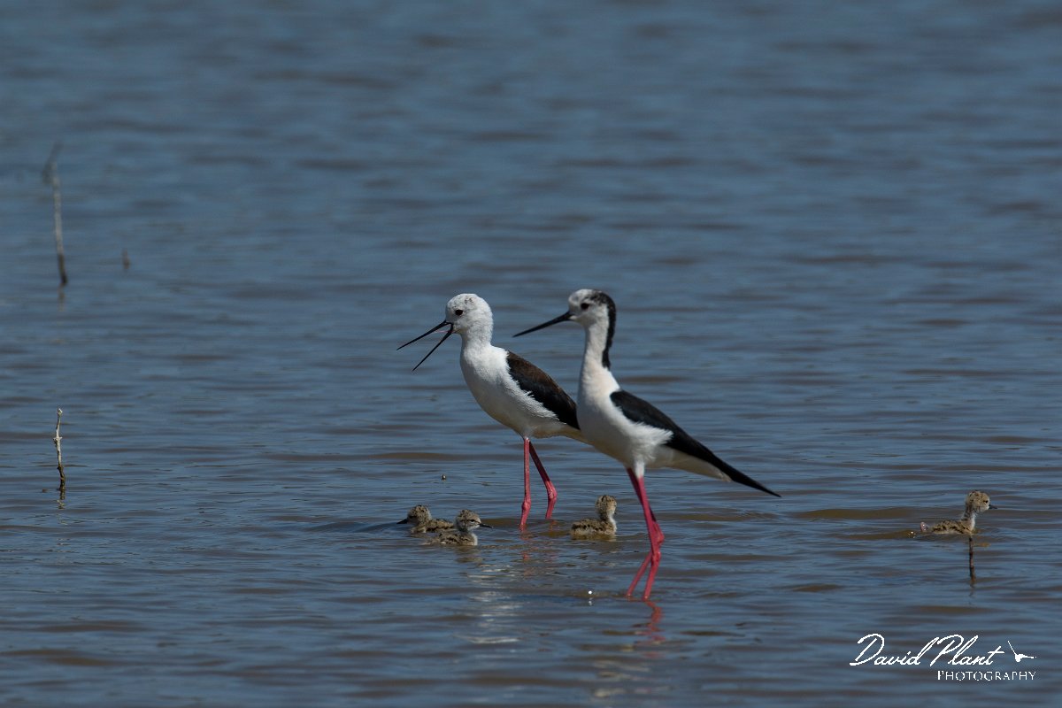 DPPhotography - Mallorca - Black-winged stilt - AA.jpg - Black-winged stilt - s'Albufera, Mallorca