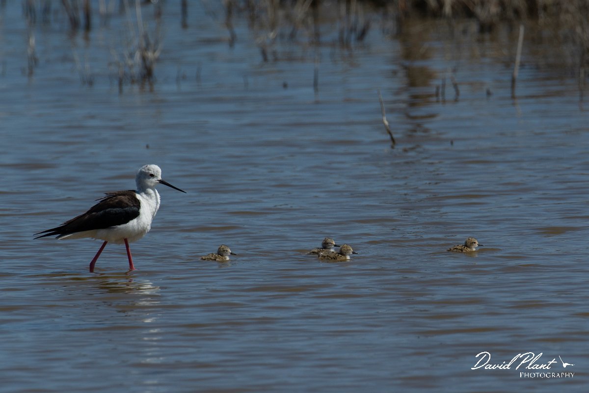 DPPhotography - Mallorca - Black-winged stilt - AD.jpg - Black-winged stilt - s'Albufera, Mallorca