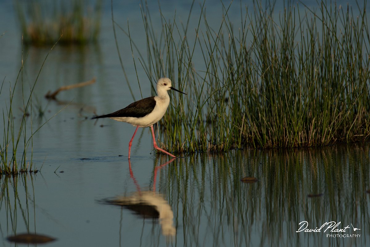 DPPhotography - Mallorca - Black-winged stilt - B.jpg - Black-winged stilt - s'Albufera, Mallorca