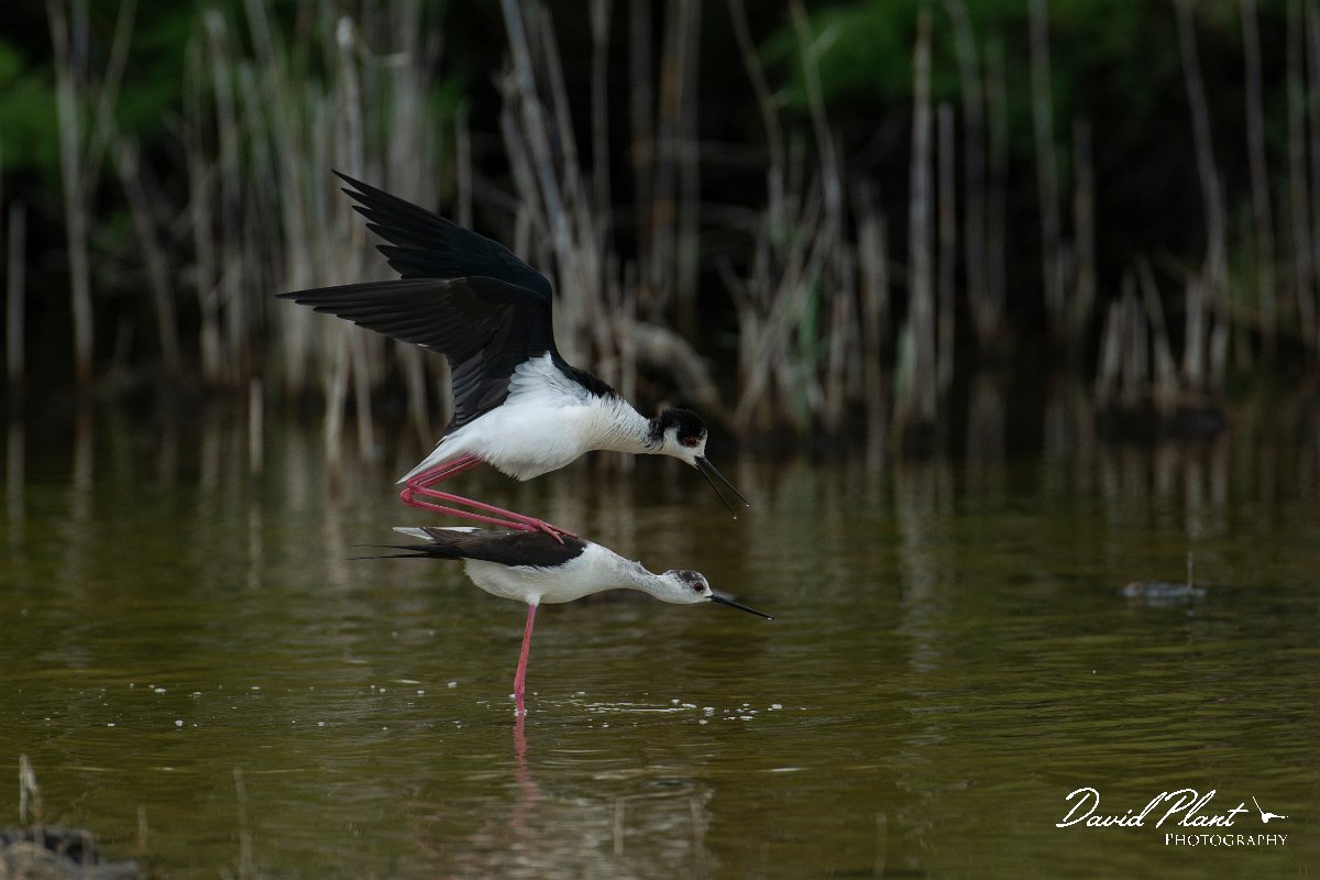 DPPhotography - Mallorca - Black-winged stilt - C.jpg - Black-winged stilt - s'Albufera, Mallorca