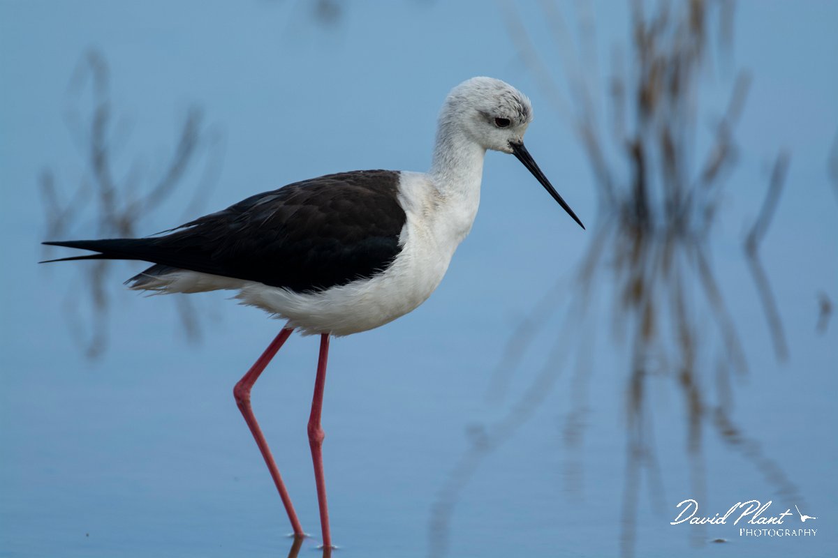 DPPhotography - Mallorca - Black-winged stilt - F.jpg - Black-winged stilt - s'Albufera, Mallorca